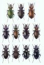 Icones Insectorum Europae Centralis: Coleoptera: Carabidae: Carabinae: Calosoma, Carabus, Cychrus [English / Czech]
