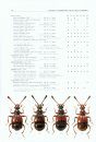 Icones Insectorum Europae Centralis: Coleoptera: Staphylinidae: Dasycerinae, Pselaphinae [English / Czech]