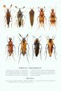 Icones Insectorum Europae Centralis: Coleoptera: Ripiphoridae [English / Czech]