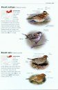 Tous les Oiseaux d'Europe [Birds of Europe, North Africa, and the Middle East]