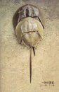 Biology of Horseshoe Crabs Tachypleus tridentatus [Chinese]