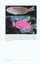 Review of the Splendid Perches, Callanthias (Percoidei: Callanthiidae)
