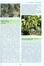 Flora of the Northern Caucasus: An Atlas and Identification Book [Russian]