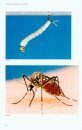 A Guide to Mosquitoes of Australia