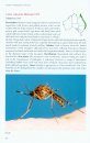 A Guide to Mosquitoes of Australia