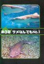 Same Zukan [Shark Picture Book]