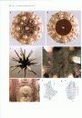 Handbook of Zoology: Echinodermata, Volume 1