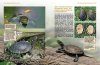 Europäische Sumpfschildkröten: Lebensweise, Haltung, Nachzucht [European Pond Turtles: Biology, Keeping, Breeding]