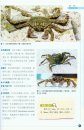 Warrior: The Seashore Crabs of Dongsha Island [Chinese]