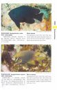 Coral Reef Fishes of the South China Sea: The Xisha, Nansha and Zhongsha Islands [English / Chinese]