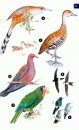 Endemic Birds of Cuba