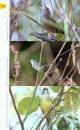 Endemic Birds of Cuba