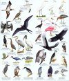 Mexico: Pacific Coast Birds [English / Spanish]
