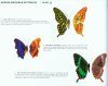 A Selection of the Butterlies of Sri Lanka