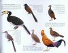 A Selection of the Birds of Sri Lanka