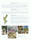 Flora Valentina, Volume 3: Angiospermae (III) Convolvulaceae - Juglandaceae [Spanish]