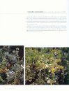 Flora Valentina, Volume 1: Pteridophyta - Gymnospermae - Angiospermae (I) [Spanish]