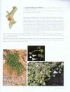 Flora Valentina, Volume 1: Pteridophyta - Gymnospermae - Angiospermae (I) [Spanish]