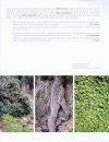 Flora Valentina, Volume 1: Pteridophyta - Gymnospermae - Angiospermae (I) [Spanish]