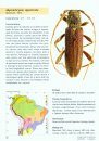 Cerambycidae Sul-Americanos (Coleoptera), Suplemento 3