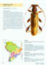 Cerambycidae Sul-Americanos (Coleoptera), Suplemento 3