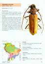 Cerambycidae Sul-Americanos (Coleoptera), Suplemento 3