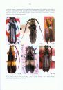 Cerambycidae Sul-Americanos (Coleoptera), Taxonomia, Volume 14: Lamiinae: Hemilophini, Parte 2