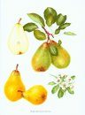 The Book of Pears