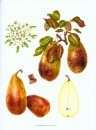 The Book of Pears