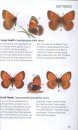 Green Guide to Butterflies of Britain and Europe