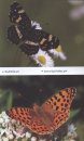 Green Guide to Butterflies of Britain and Europe