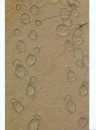 Dinosaur Tracks