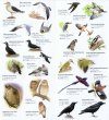 Common and Iconic Birds of Japan [English / Japanese]