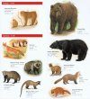 Common and Iconic Mammals of Japan [English / Japanese]