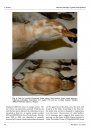 Ferrantia, Volume 72: Aberrant Plumages in Grebes Podicipedidae