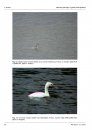 Ferrantia, Volume 72: Aberrant Plumages in Grebes Podicipedidae