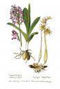 The Military Orchid