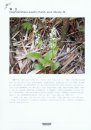 Native Orchids of Shaanxi [English / Chinese]