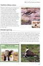Green Guide to Garden Birds of Australia