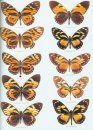 Butterflies of the Neotropical Region, Part 1