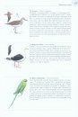 A Field Guide to the Birds of Kazakhstan [Russian]