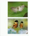 Lepidoptera: Borboletas e Mariposas do Brasil [Lepidoptera: Butterflies and Moths of Brazil]