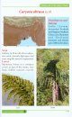 A Field Guide to the Palms of India