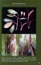 Rainforest Plants and Flowers of Brunei Darussalam