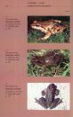 Field Guide to Amphibians and Reptiles of Nepal [English / Nepali]