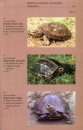 Field Guide to Amphibians and Reptiles of Nepal [English / Nepali]