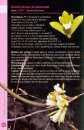 A Guide to Dendrobium of Australia