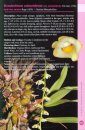 A Guide to Dendrobium of Australia