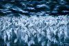 Wildlife Fotografien des Jahres, Portfolio 25 [Wildlife Photographer of the Year, Portfolio 25]