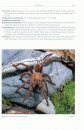 Tarantulas